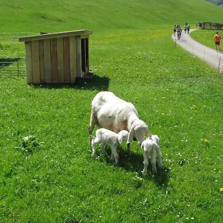 Mountain Auberge de jeunesse *