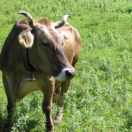 Mountain Хостел *